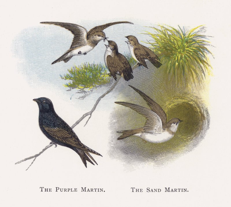 Purple Martin, The Sand Martin tekijältä Alexander Francis Lydon