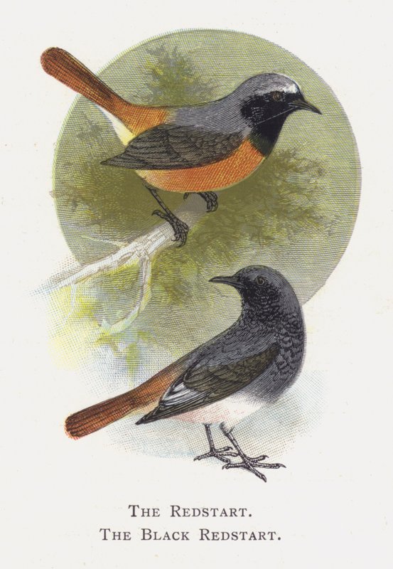 Redstart, musta punastartti tekijältä Alexander Francis Lydon