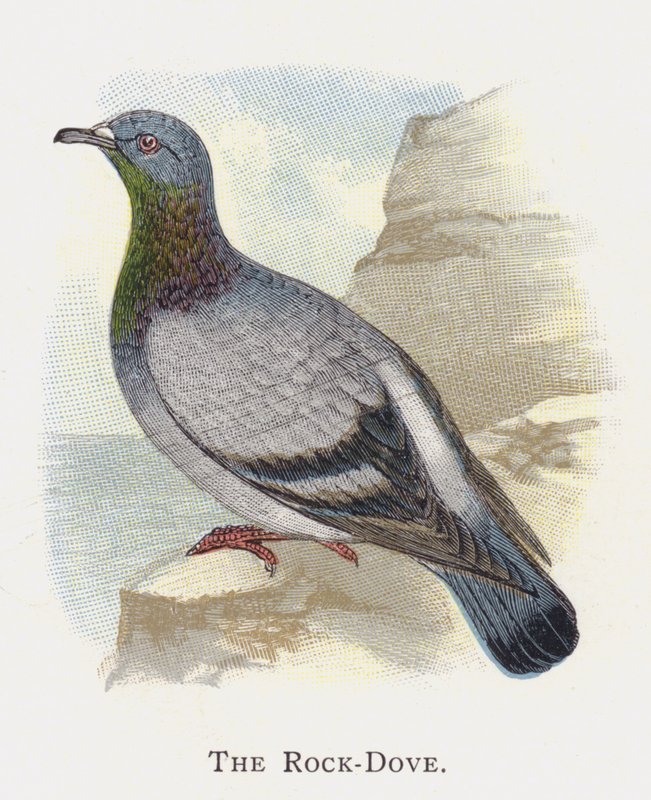 Rock-Dove tekijältä Alexander Francis Lydon
