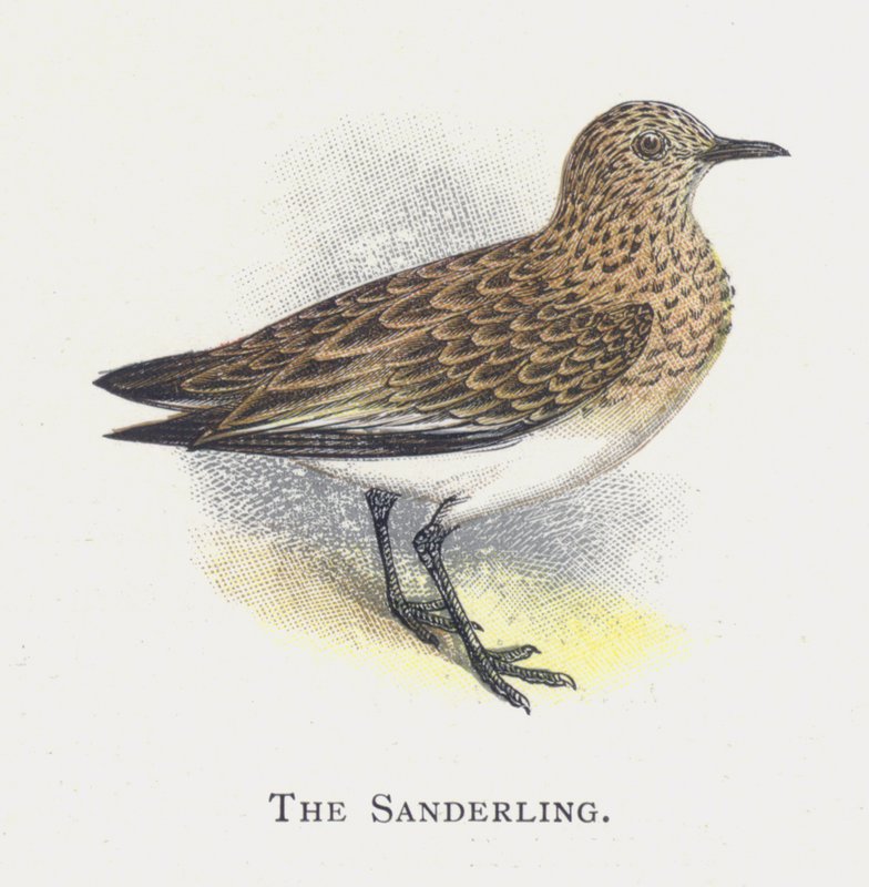 Sanderling tekijältä Alexander Francis Lydon