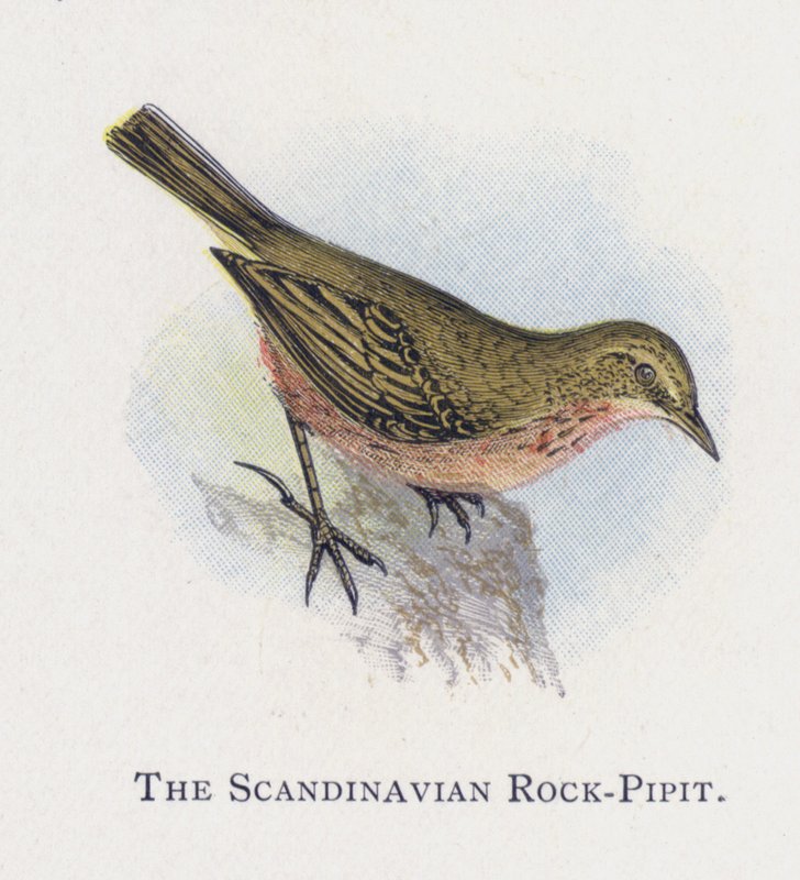 Skandinavian Rock-Pipit tekijältä Alexander Francis Lydon