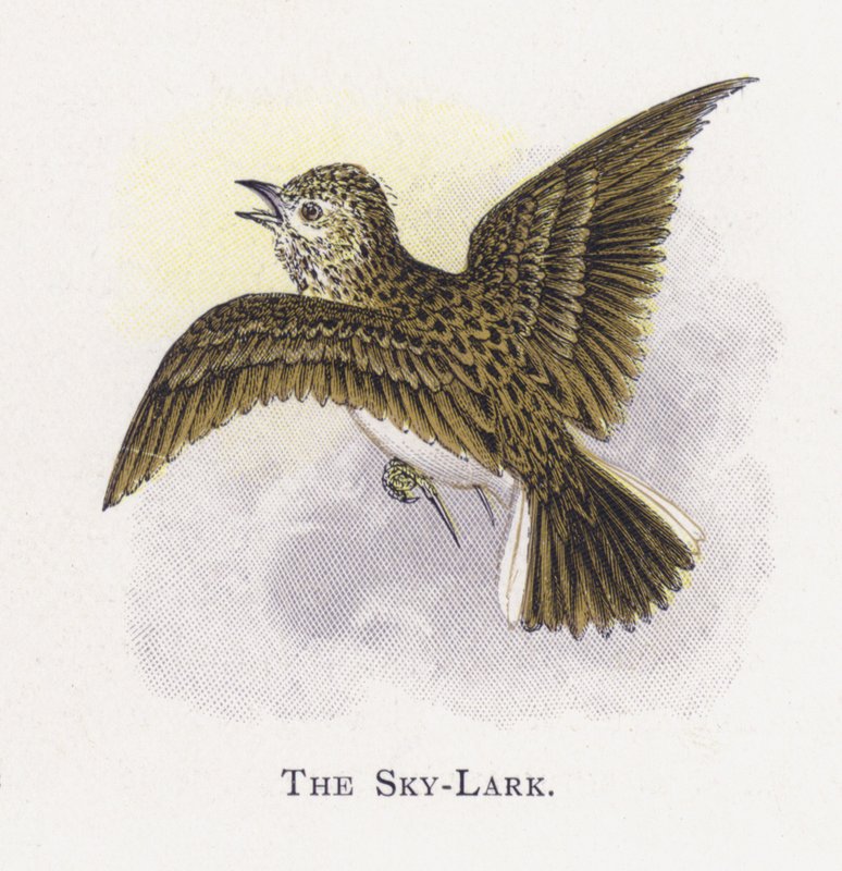 Sky-Lark tekijältä Alexander Francis Lydon