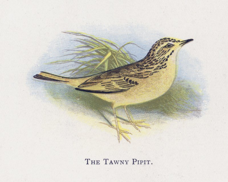 Tawny Pipit tekijältä Alexander Francis Lydon