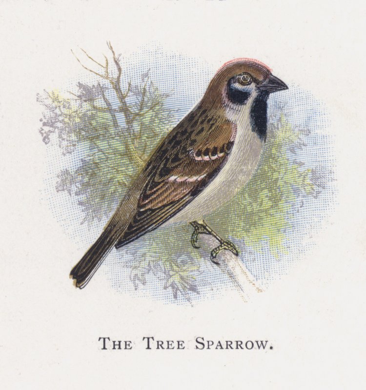 Puun Sparrow tekijältä Alexander Francis Lydon