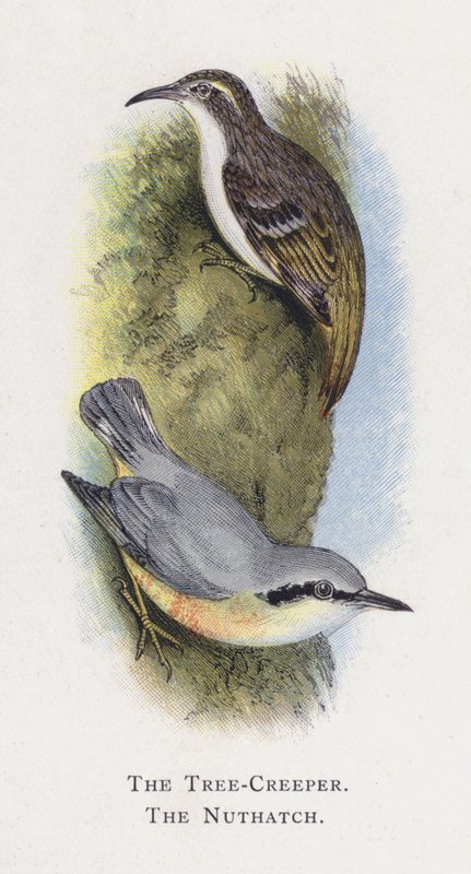 The Tree-Creeper, The Nuthattch tekijältä Alexander Francis Lydon