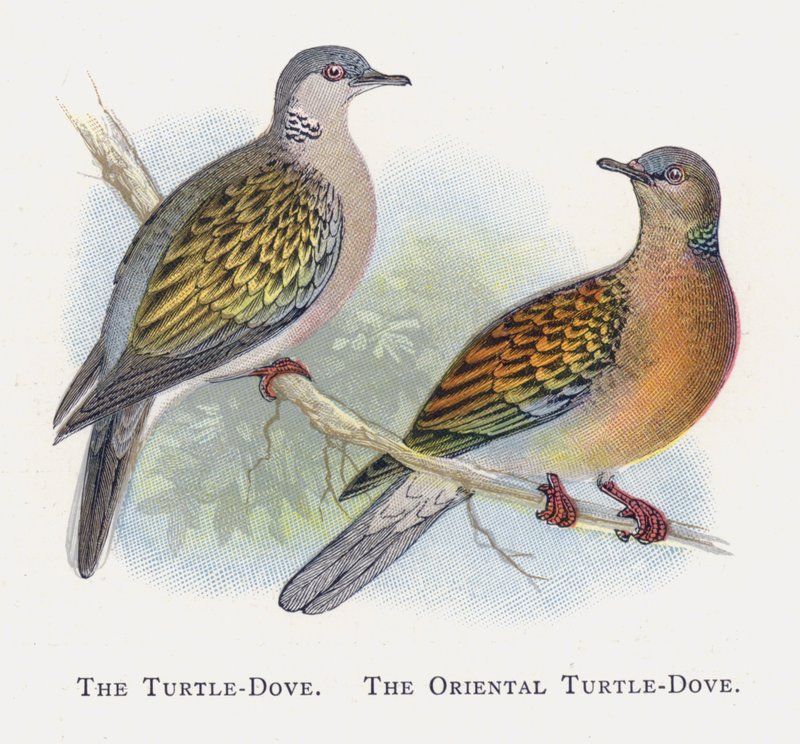 Turtle-Dove, Itämainen Turtle-Dove tekijältä Alexander Francis Lydon