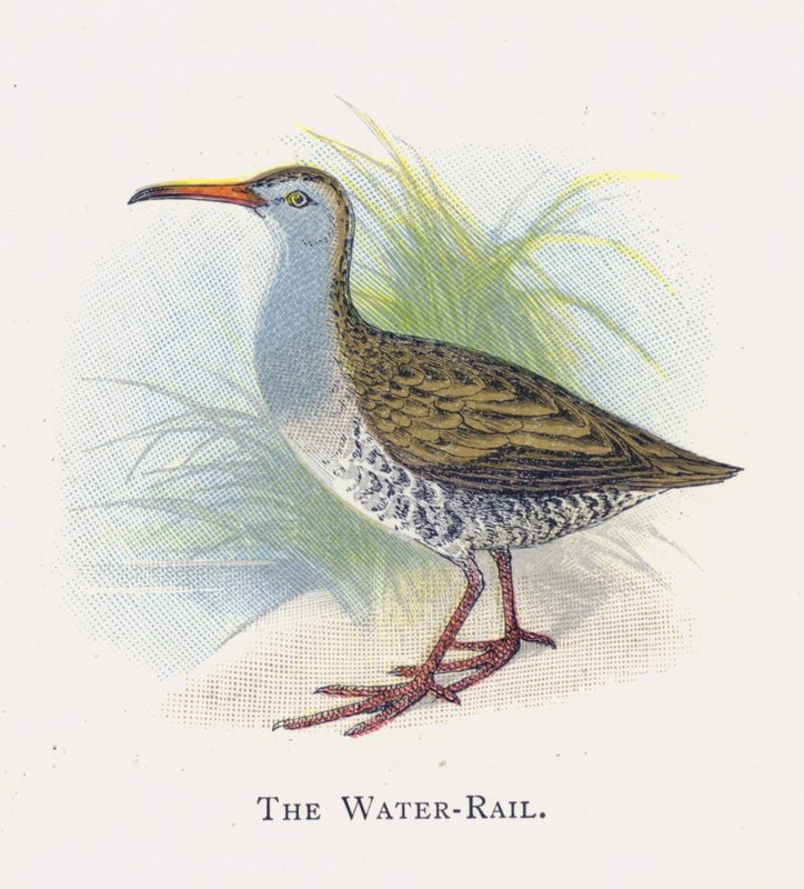 Water-Rail tekijältä Alexander Francis Lydon