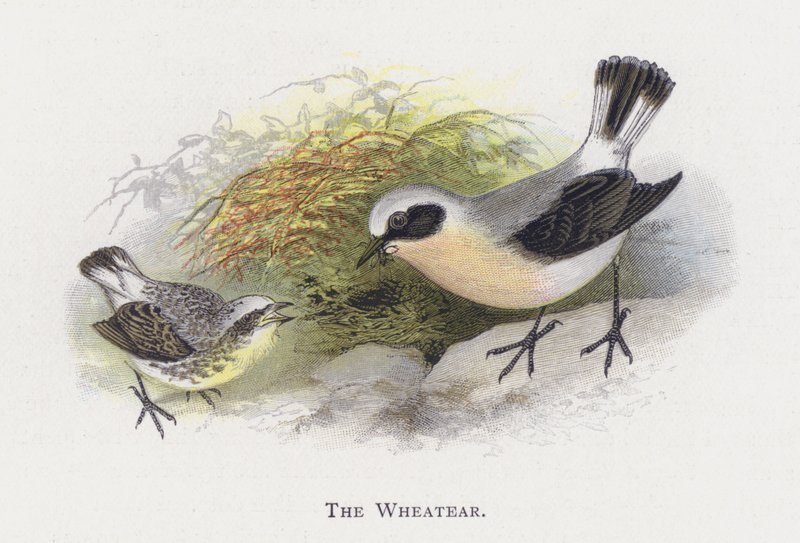 Wheatear tekijältä Alexander Francis Lydon