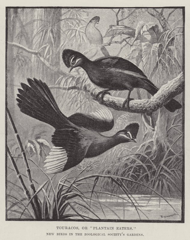 Touracot eli Plantain Eaters, uudet linnut Zoological Societyn puutarhoissa tekijältä Alexander Francis Lydon