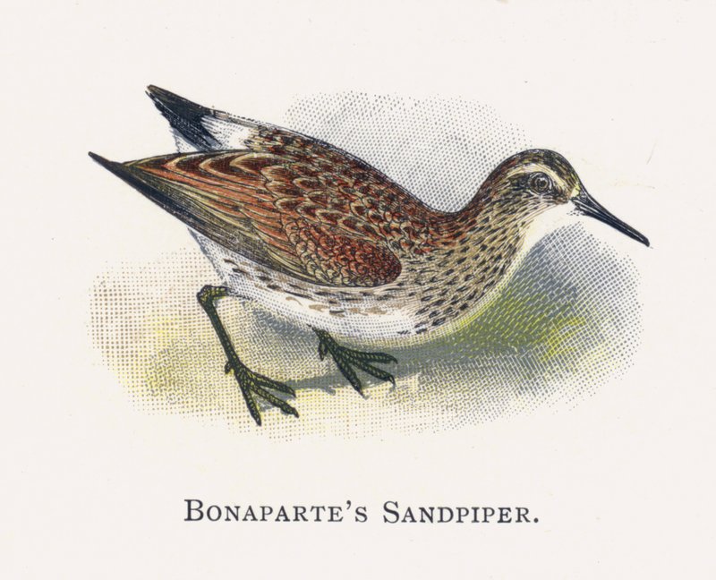 Bonapartes Sandpiper tekijältä Alexander Francis Lydon