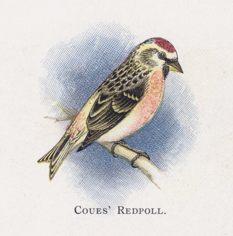 Coues Redpoll tekijältä Alexander Francis Lydon