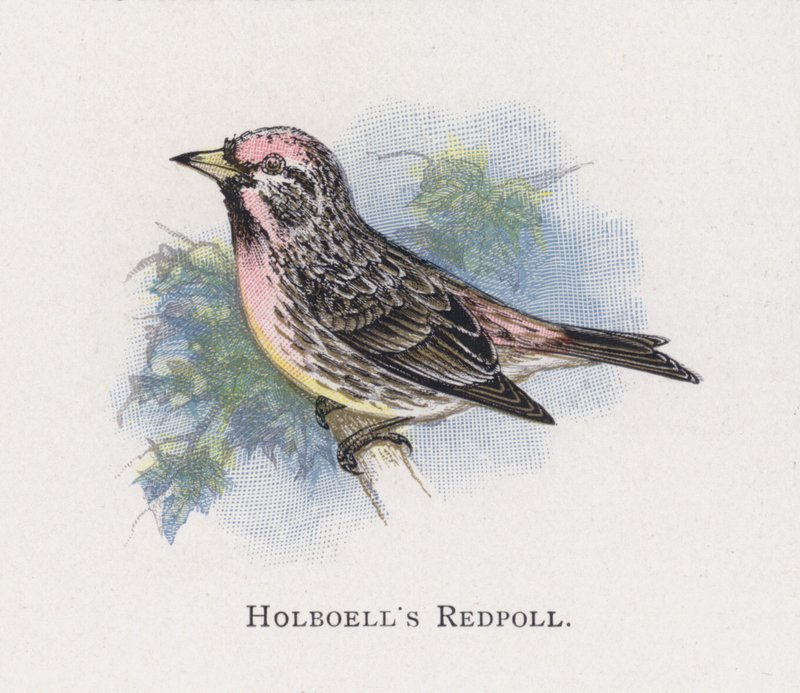 Holboells Redpoll tekijältä Alexander Francis Lydon