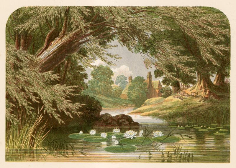 Kuvitus rouva Hemansin teokseen To the Water Lily (Vesililja). tekijältä Alexander Francis Lydon