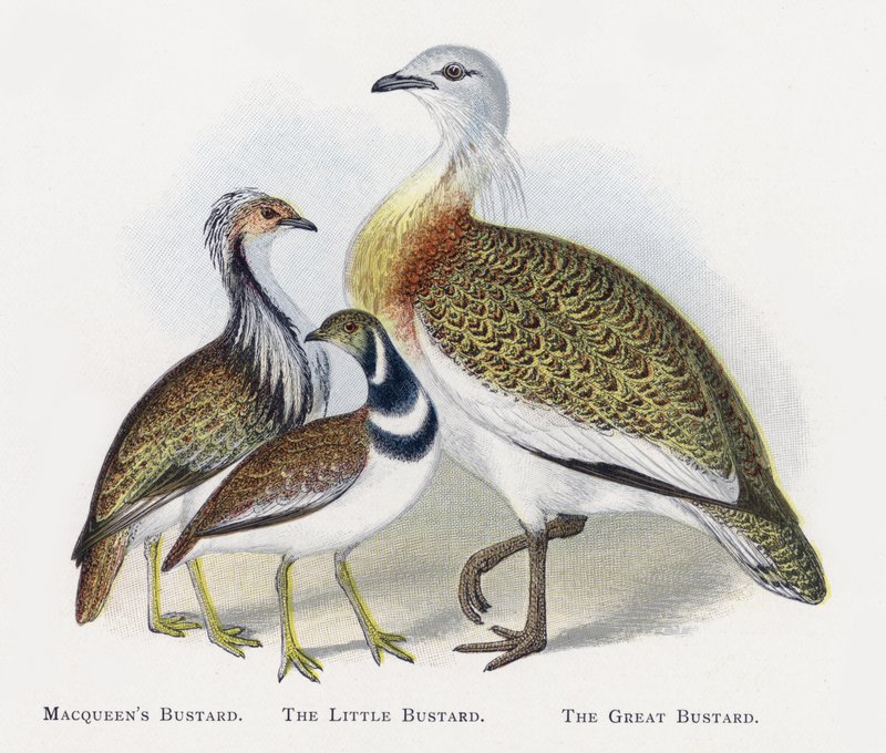 Macqueens Bustard, The Little Buttard, The Big Buttard tekijältä Alexander Francis Lydon