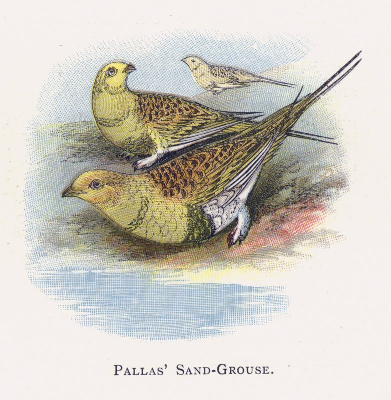 Pallas Sand-Grouse tekijältä Alexander Francis Lydon