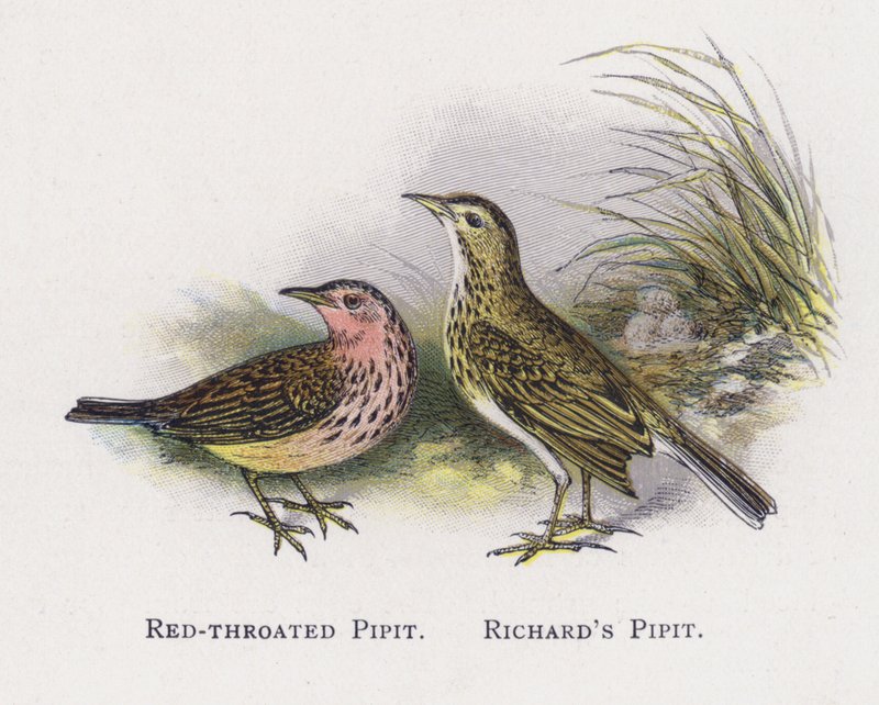 Punakurkku Pipit, Richards Pipit tekijältä Alexander Francis Lydon