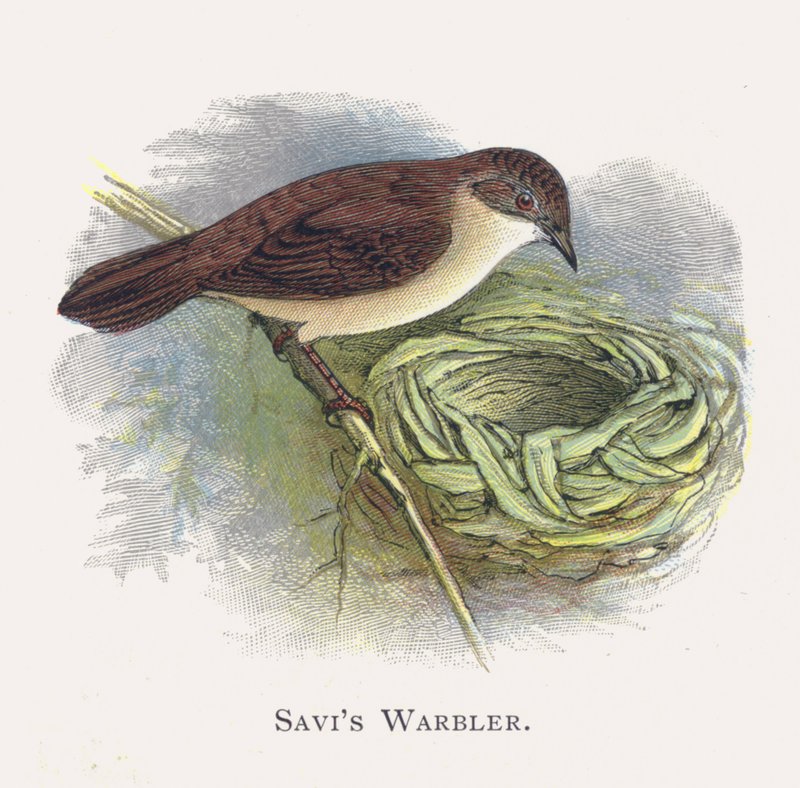 Savis Warbler tekijältä Alexander Francis Lydon