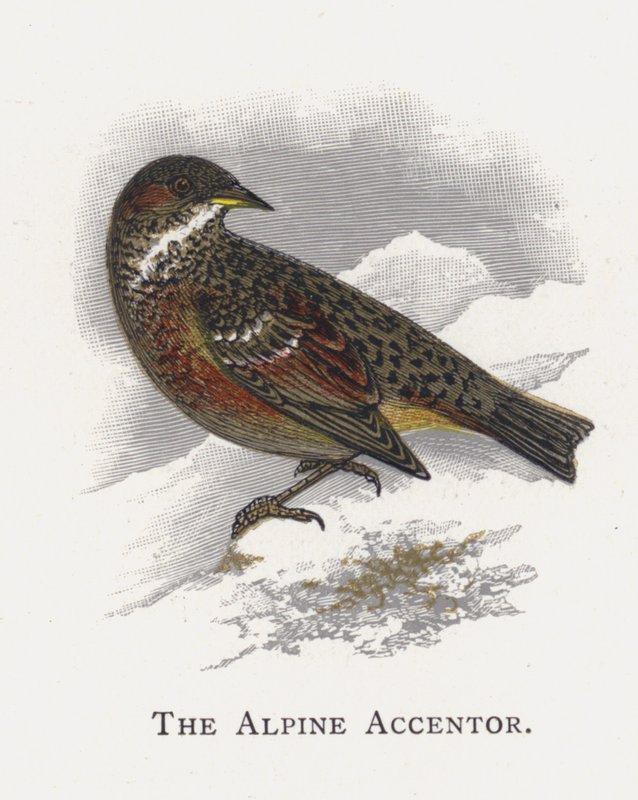Alpine Accentor tekijältä Alexander Francis Lydon