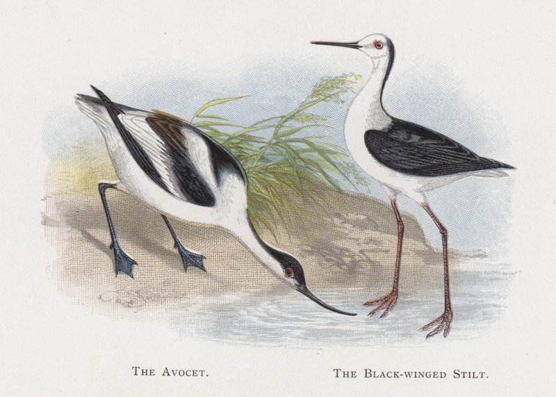 Avocet, mustasiipinen paalu tekijältä Alexander Francis Lydon