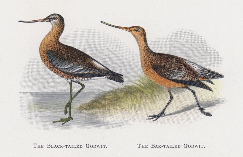 Black-tailed Godwit, Bar-tailed Godwit tekijältä Alexander Francis Lydon