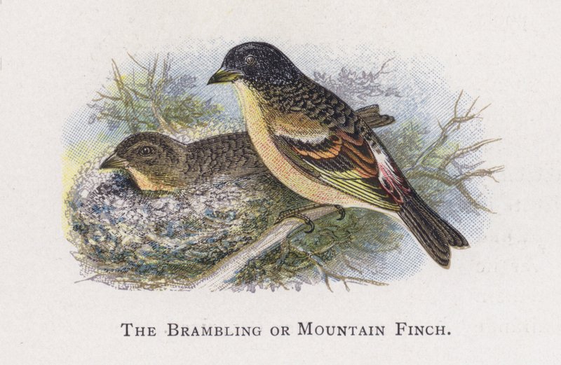 Bramling tai Mountain Finch tekijältä Alexander Francis Lydon