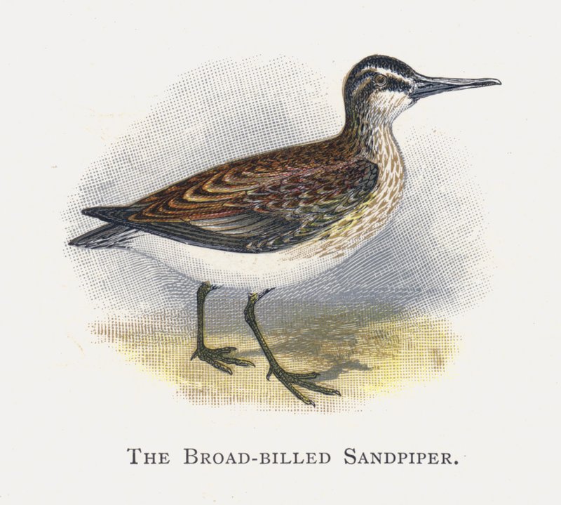 Leveänokkainen sandpiper tekijältä Alexander Francis Lydon