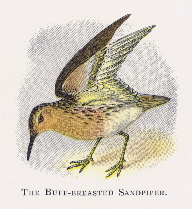 Buff-breasted Sandpiper tekijältä Alexander Francis Lydon