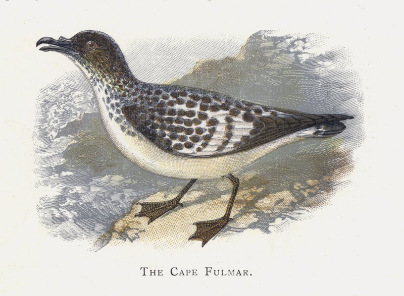 Cape Fulmar tekijältä Alexander Francis Lydon