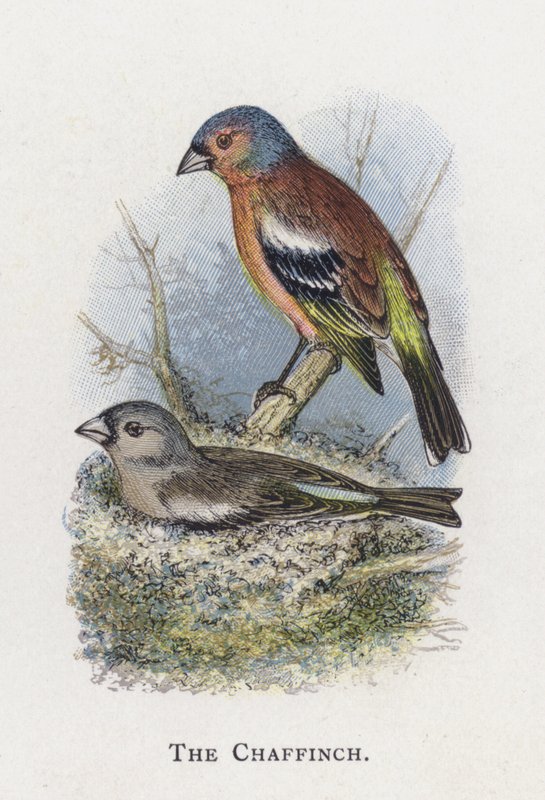 Chaffinch tekijältä Alexander Francis Lydon