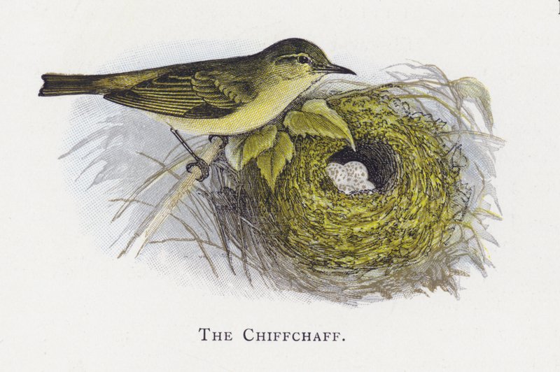 Chiffchaff tekijältä Alexander Francis Lydon