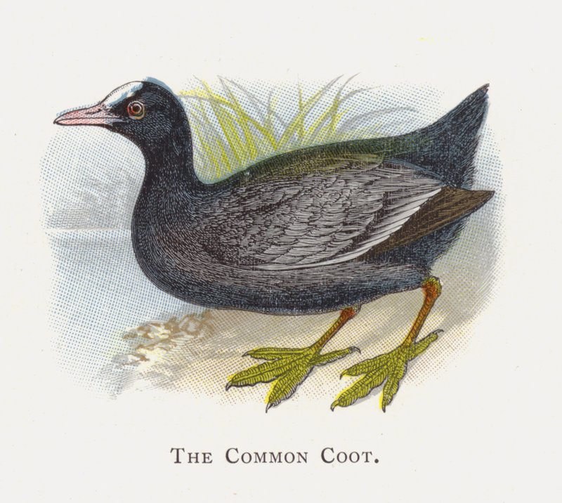 Common Coot tekijältä Alexander Francis Lydon