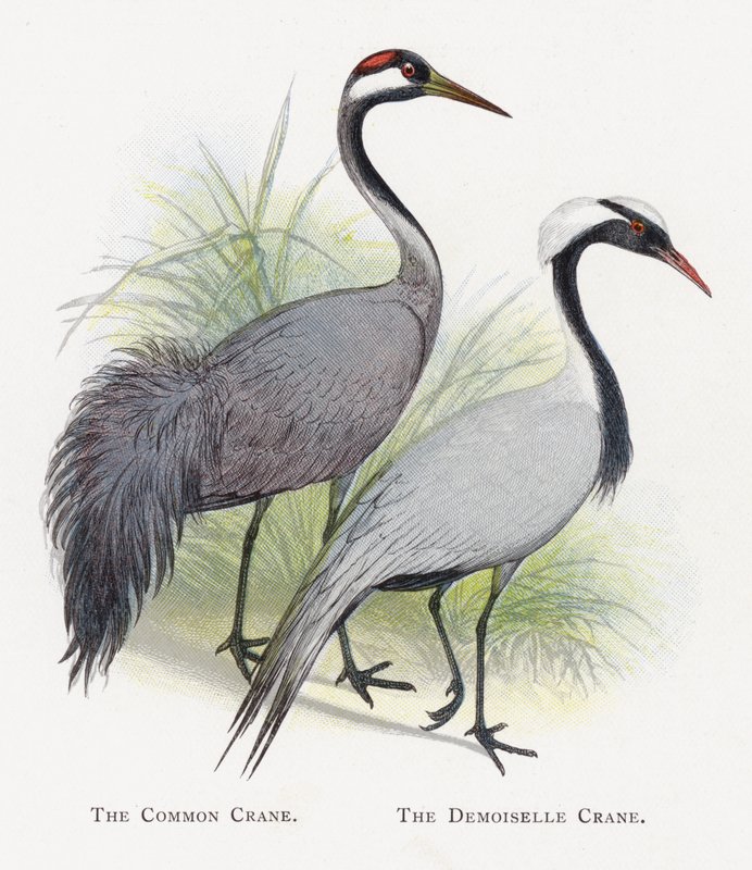 Tavallinen nosturi, Demoiselle Crane tekijältä Alexander Francis Lydon