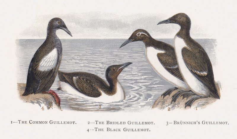 The Common Guillemot, The Bridled Guillemot, Brunnichs Guillemot, The Black Guillemot tekijältä Alexander Francis Lydon