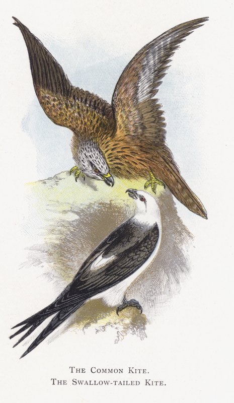 Tavallinen leija, Swallow-tailed Kite tekijältä Alexander Francis Lydon