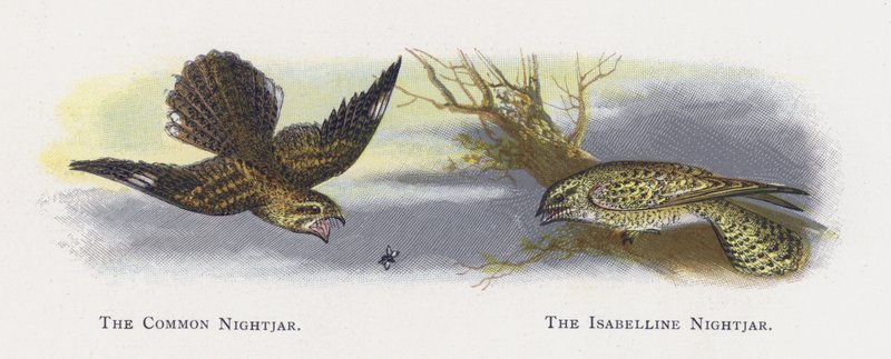 The Common Nightjar, The Isabelline Nightjar tekijältä Alexander Francis Lydon