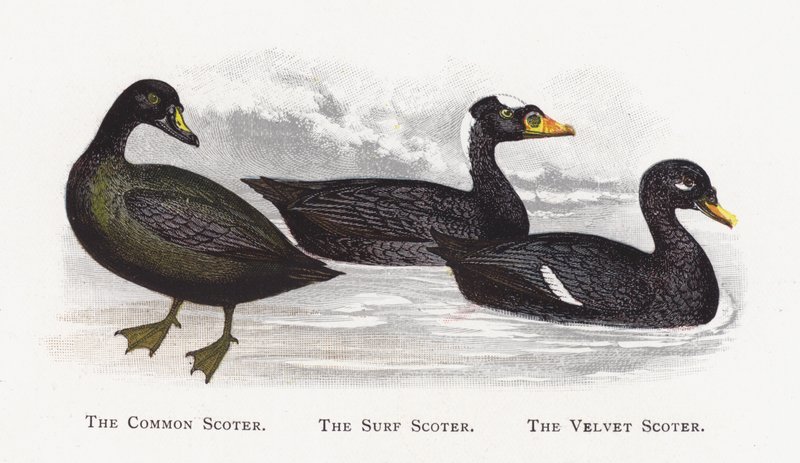 Common Scoter, Surf Scoter, Velvet Scoter tekijältä Alexander Francis Lydon