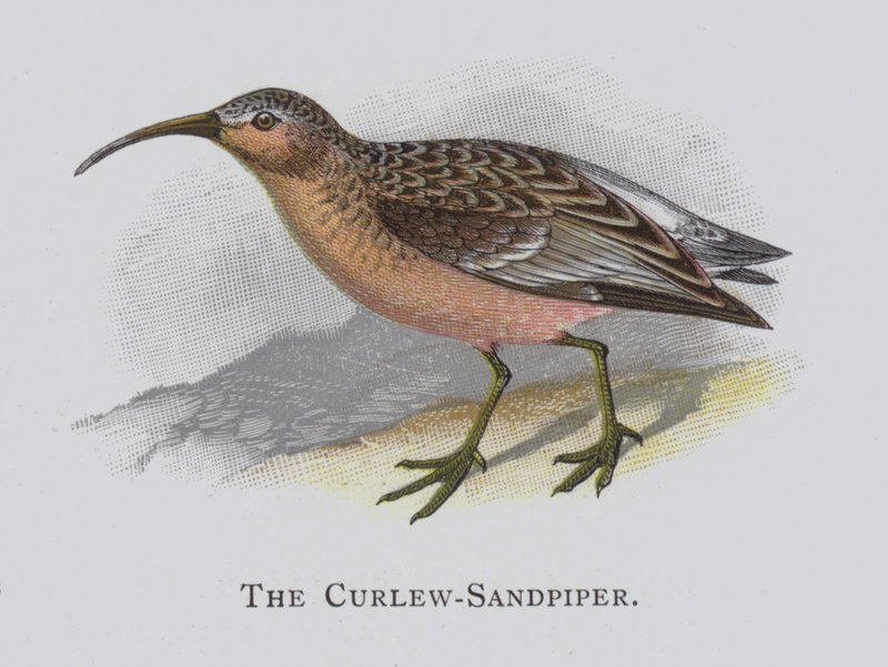 Curlew-Sandpiper tekijältä Alexander Francis Lydon