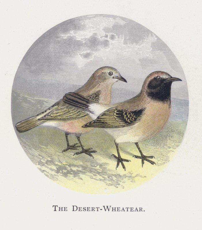 Desert-Wheatear tekijältä Alexander Francis Lydon