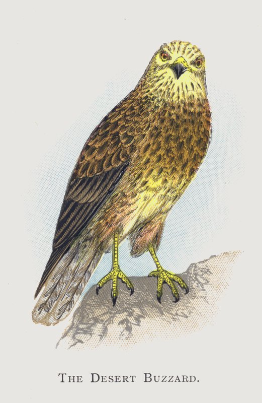 Desert Buzzard tekijältä Alexander Francis Lydon