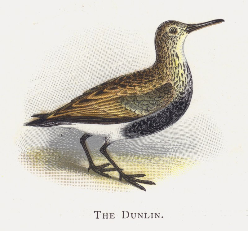 Dunlin tekijältä Alexander Francis Lydon