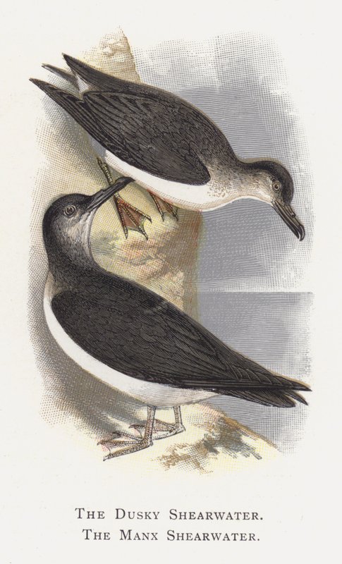 Dusky Shearwater, Manx Shearwater tekijältä Alexander Francis Lydon