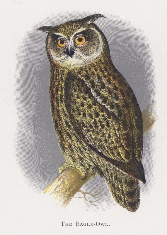 Eagle-Pöllö tekijältä Alexander Francis Lydon