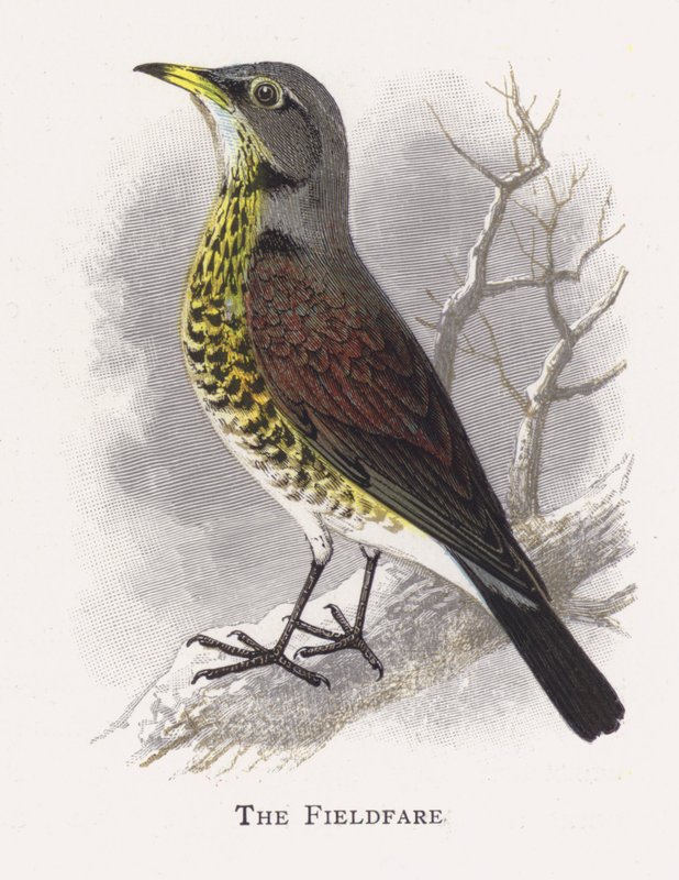 Fieldfare tekijältä Alexander Francis Lydon