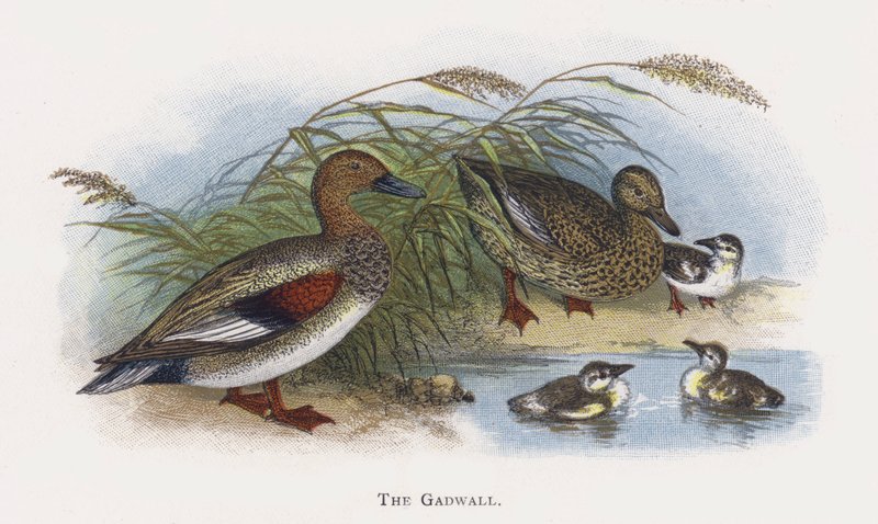 Gadwall tekijältä Alexander Francis Lydon