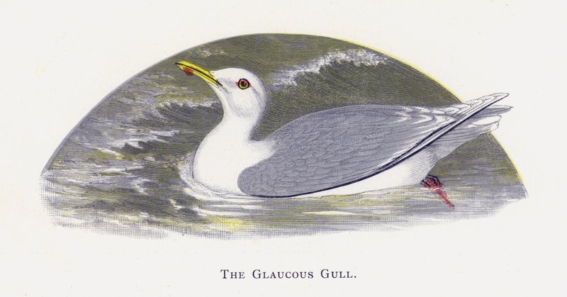 Glaucous Gull tekijältä Alexander Francis Lydon