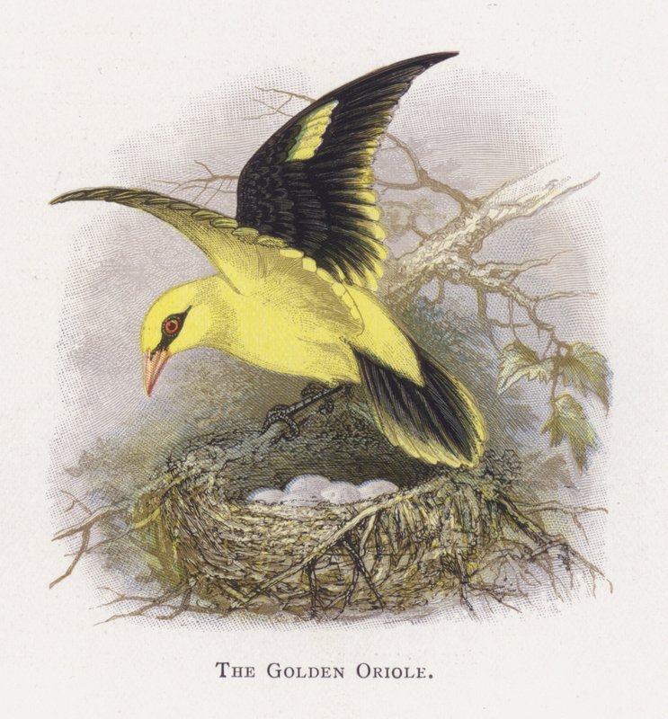 Kultainen Oriole tekijältä Alexander Francis Lydon