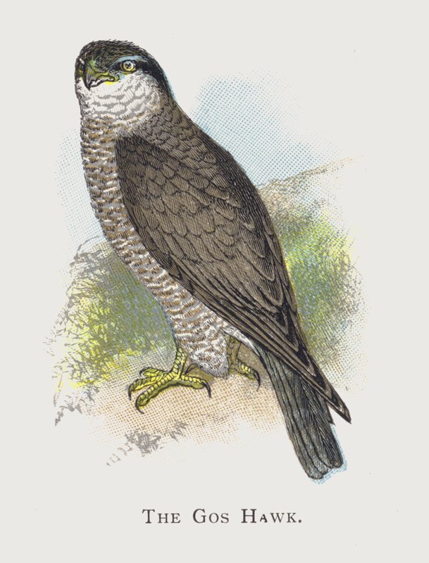Gos Hawk tekijältä Alexander Francis Lydon