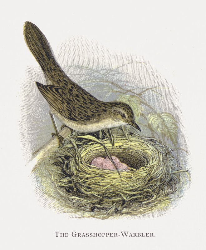 Heinäsirkka-Warbler tekijältä Alexander Francis Lydon