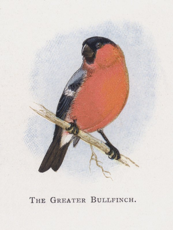 Suuri Bullfinch tekijältä Alexander Francis Lydon
