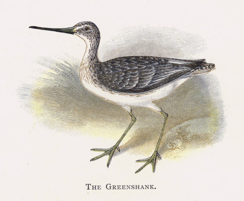 Greenshank tekijältä Alexander Francis Lydon